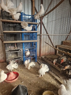 vând porumbei voltați albi.  - imagine 5