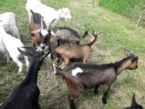 Vănd iezi, capre, țapi