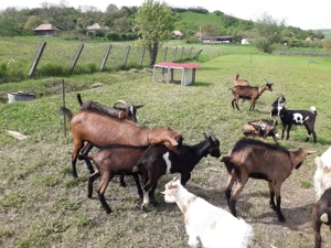 Vănd iezi, capre, țapi