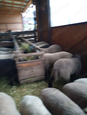 miei de vânzare 24 kg