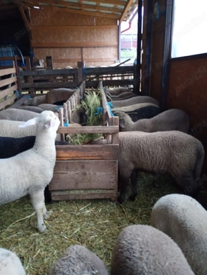 miei de vânzare 24 kg - imagine 2