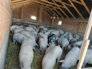 Scrifițe gestantâ disponibil primu si a 2 lea fâtare.