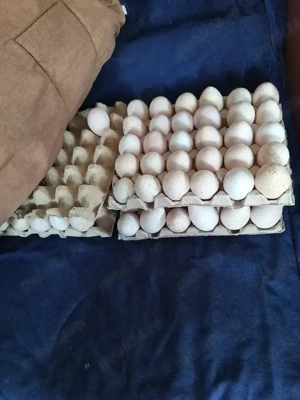 oua de curca pt incubat