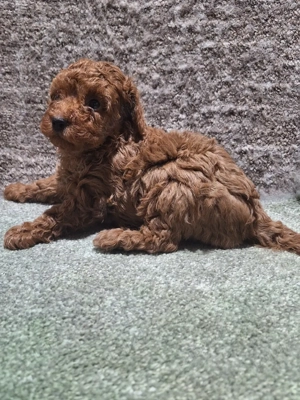 Pudel pitic - imagine 4