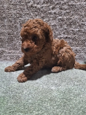 Pudel pitic - imagine 3