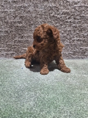 Pudel pitic - imagine 5