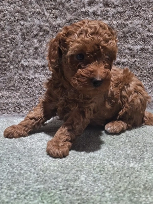 Pudel pitic - imagine 2