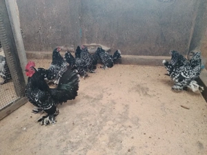 Mii de floru - imagine 2