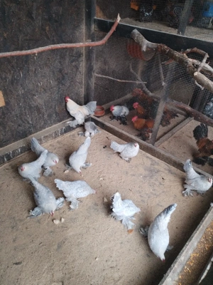 Mii de floru - imagine 4