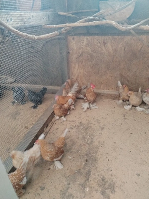 Mii de floru - imagine 5