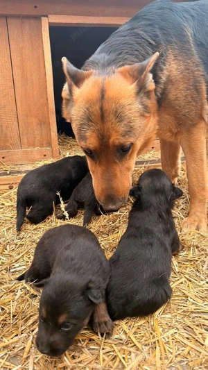 Pui Ciobănesc German - imagine 3