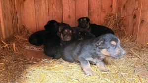 Pui Ciobănesc German - imagine 4