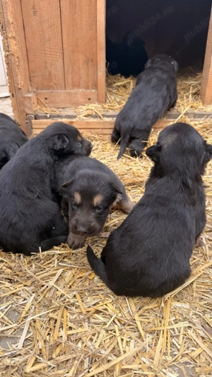 Pui Ciobănesc German - imagine 2