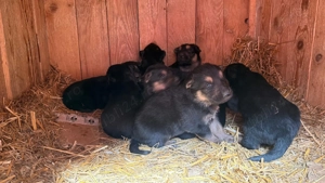 Pui Ciobănesc German - imagine 5