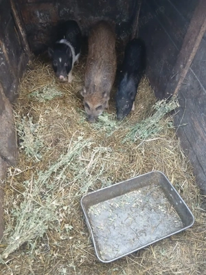 De Vânzare 2 purcele și on ver vetamezi vacinați 