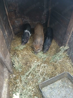 De Vânzare 2 purcele și on ver vetamezi vacinați  - imagine 2