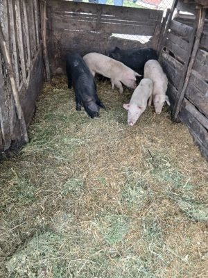 De Vânzare 5 soldani 40 45 kg unul 