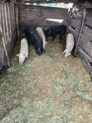 De Vânzare 5 soldani 40 45 kg unul  - imagine 2