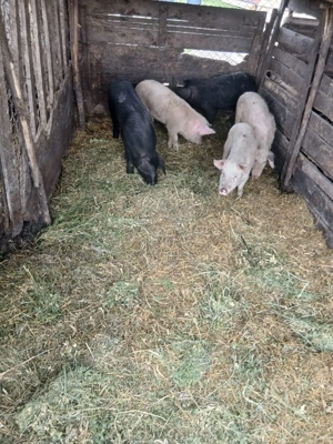 De Vânzare 5 soldani 40 45 kg unul  - imagine 3