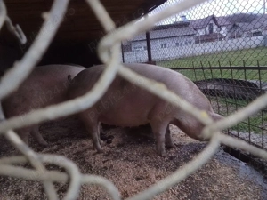 Purcea gestantă. - imagine 2