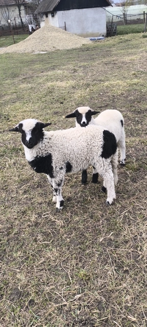 Mielute și berbecuți 