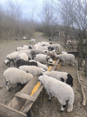 Mielute și berbecuți  - imagine 3