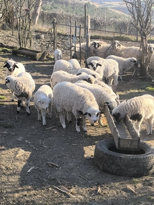 Mielute și berbecuți  - imagine 5