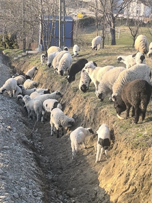 Mielute și berbecuți  - imagine 4