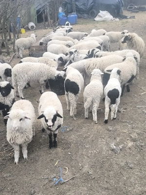 Mielute și berbecuți  - imagine 2