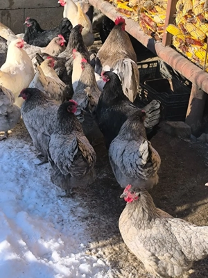 Ouă incubat australorp splash și albastru  - imagine 4