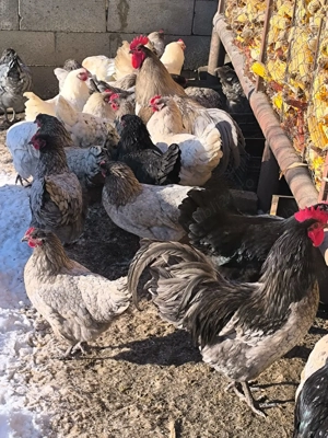 Ouă incubat australorp splash și albastru  - imagine 3