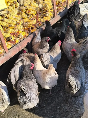 Ouă incubat australorp splash și albastru 