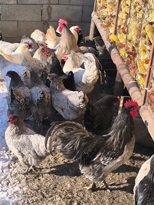 Ouă incubat australorp splash și albastru  - imagine 2