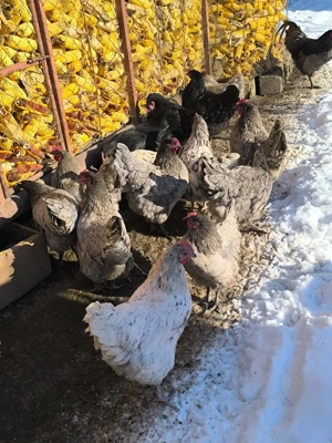Ouă incubat australorp splash și albastru  - imagine 5