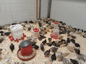 Pui de vânzare  - imagine 2