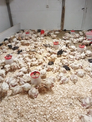 Pui de vânzare  - imagine 3