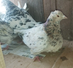 Porumbei texani  - imagine 2