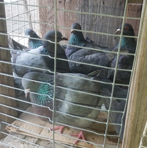 Porumbei texani  - imagine 4