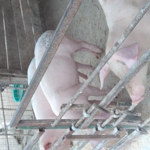 Purcei de vanzare  - imagine 3