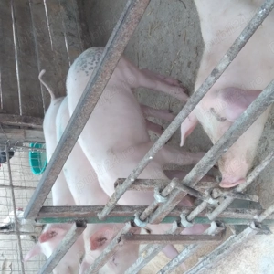 Purcei de vanzare  - imagine 2