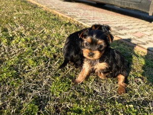 vand YorkShire Terrier