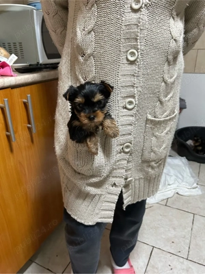vand YorkShire Terrier - imagine 5