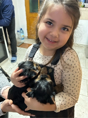 vand YorkShire Terrier - imagine 4