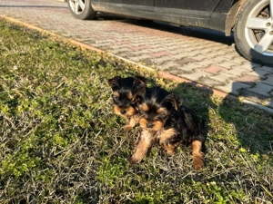 vand YorkShire Terrier - imagine 2