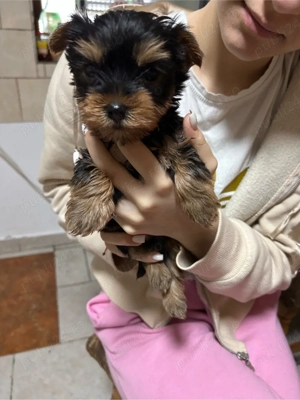 vand YorkShire Terrier - imagine 3