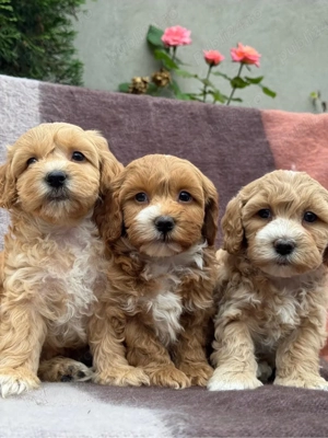 puiuti de Maltipoo pudel mini bichon  - imagine 3