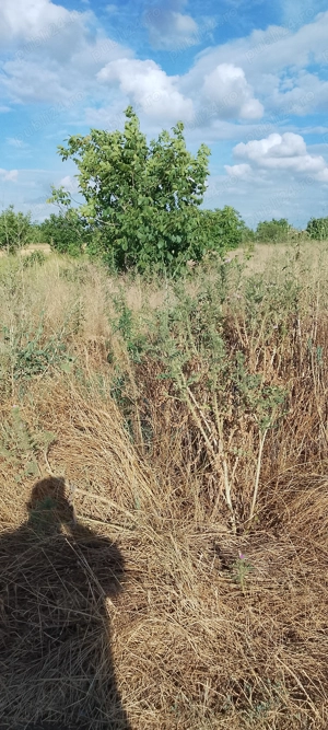 Teren intravilan miron costin variante auto