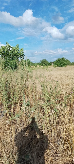 Teren intravilan miron costin variante auto - imagine 4