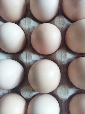 oua de gaina de tara