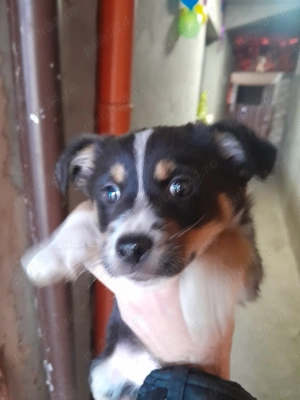 Bichon maltezze pui - imagine 4